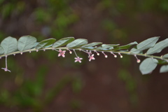 Reidia floribunda